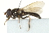  ( - CNC DIPTERA 162828)  @13 [ ] CreativeCommons - Attribution (2012) CNC/CBG Photography Group Centre for Biodiversity Genomics