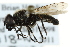  ( - CNC DIPTERA 162829)  @13 [ ] CreativeCommons - Attribution (2012) CNC/CBG Photography Group Centre for Biodiversity Genomics