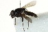  ( - CNC DIPTERA 162830)  @12 [ ] CreativeCommons - Attribution (2012) CNC/CBG Photography Group Centre for Biodiversity Genomics