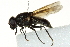  ( - CNC DIPTERA 162831)  @13 [ ] CreativeCommons - Attribution (2012) CNC/CBG Photography Group Centre for Biodiversity Genomics