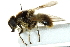  ( - CNC DIPTERA 162834)  @13 [ ] CreativeCommons - Attribution (2012) CNC/CBG Photography Group Centre for Biodiversity Genomics