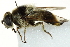  ( - CNC DIPTERA 162835)  @14 [ ] CreativeCommons - Attribution (2012) CNC/CBG Photography Group Centre for Biodiversity Genomics