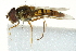  ( - CNC DIPTERA 162841)  @14 [ ] CreativeCommons - Attribution (2012) CNC/CBG Photography Group Centre for Biodiversity Genomics