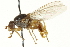  ( - CNC DIPTERA 162852)  @11 [ ] CreativeCommons - Attribution (2012) CNC/CBG Photography Group Centre for Biodiversity Genomics