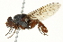  ( - CNC DIPTERA 162857)  @13 [ ] CreativeCommons - Attribution (2012) CNC/CBG Photography Group Centre for Biodiversity Genomics