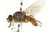  ( - CNC DIPTERA 162859)  @11 [ ] CreativeCommons - Attribution (2012) CNC/CBG Photography Group Centre for Biodiversity Genomics