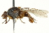  ( - CNC DIPTERA 162860)  @13 [ ] CreativeCommons - Attribution (2012) CNC/CBG Photography Group Centre for Biodiversity Genomics