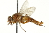  ( - CNC DIPTERA 162863)  @11 [ ] CreativeCommons - Attribution (2012) CNC/CBG Photography Group Centre for Biodiversity Genomics