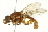  ( - CNC DIPTERA 162864)  @11 [ ] CreativeCommons - Attribution (2012) CNC/CBG Photography Group Centre for Biodiversity Genomics