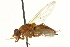  ( - CNC DIPTERA 162865)  @11 [ ] CreativeCommons - Attribution (2012) CNC/CBG Photography Group Centre for Biodiversity Genomics