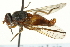  ( - CNC DIPTERA 162866)  @13 [ ] CreativeCommons - Attribution (2012) CNC/CBG Photography Group Centre for Biodiversity Genomics