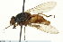  ( - CNC DIPTERA 162867)  @12 [ ] CreativeCommons - Attribution (2012) CNC/CBG Photography Group Centre for Biodiversity Genomics