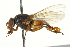  ( - CNC DIPTERA 162868)  @11 [ ] CreativeCommons - Attribution (2012) CNC/CBG Photography Group Centre for Biodiversity Genomics