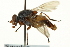  ( - CNC DIPTERA 162869)  @11 [ ] CreativeCommons - Attribution (2012) CNC/CBG Photography Group Centre for Biodiversity Genomics