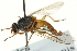  ( - CNC DIPTERA 162870)  @11 [ ] CreativeCommons - Attribution (2012) CNC/CBG Photography Group Centre for Biodiversity Genomics