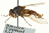 ( - CNC DIPTERA 162871)  @11 [ ] CreativeCommons - Attribution (2012) CNC/CBG Photography Group Centre for Biodiversity Genomics
