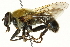 ( - CNC DIPTERA 162882)  @11 [ ] CreativeCommons - Attribution (2012) CNC/CBG Photography Group Centre for Biodiversity Genomics