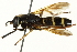  ( - CNC DIPTERA 162886)  @14 [ ] CreativeCommons - Attribution (2012) CNC/CBG Photography Group Centre for Biodiversity Genomics