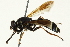  ( - CNC DIPTERA 162888)  @13 [ ] CreativeCommons - Attribution (2012) CNC/CBG Photography Group Centre for Biodiversity Genomics