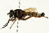 ( - CNC DIPTERA 162889)  @11 [ ] CreativeCommons - Attribution (2012) CNC/CBG Photography Group Centre for Biodiversity Genomics
