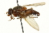  ( - CNC DIPTERA 162892)  @13 [ ] CreativeCommons - Attribution (2012) CNC/CBG Photography Group Centre for Biodiversity Genomics