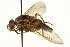  ( - CNC DIPTERA 162893)  @13 [ ] CreativeCommons - Attribution (2012) CNC/CBG Photography Group Centre for Biodiversity Genomics