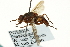  ( - CNC DIPTERA 162894)  @13 [ ] CreativeCommons - Attribution (2012) CNC/CBG Photography Group Centre for Biodiversity Genomics