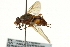  ( - CNC DIPTERA 162896)  @13 [ ] CreativeCommons - Attribution (2012) CNC/CBG Photography Group Centre for Biodiversity Genomics