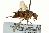  ( - CNC DIPTERA 162897)  @13 [ ] CreativeCommons - Attribution (2012) CNC/CBG Photography Group Centre for Biodiversity Genomics