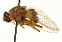  ( - CNC DIPTERA 162898)  @11 [ ] CreativeCommons - Attribution (2012) CNC/CBG Photography Group Centre for Biodiversity Genomics