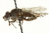  ( - CNC DIPTERA 162900)  @11 [ ] CreativeCommons - Attribution (2012) CNC/CBG Photography Group Centre for Biodiversity Genomics