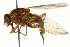  ( - CNC DIPTERA 162903)  @13 [ ] CreativeCommons - Attribution (2012) CNC/CBG Photography Group Centre for Biodiversity Genomics