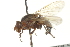  ( - CNC DIPTERA 162913)  @12 [ ] CreativeCommons - Attribution (2012) CNC/CBG Photography Group Centre for Biodiversity Genomics