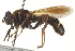  ( - CNC DIPTERA 162916)  @11 [ ] CreativeCommons - Attribution (2012) CNC/CBG Photography Group Centre for Biodiversity Genomics