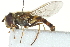  ( - CNC DIPTERA 162917)  @13 [ ] CreativeCommons - Attribution (2012) CNC/CBG Photography Group Centre for Biodiversity Genomics