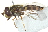  ( - CNC DIPTERA 162918)  @13 [ ] CreativeCommons - Attribution (2012) CNC/CBG Photography Group Centre for Biodiversity Genomics