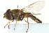  ( - CNC DIPTERA 162919)  @13 [ ] CreativeCommons - Attribution (2012) CNC/CBG Photography Group Centre for Biodiversity Genomics