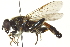  ( - CNC DIPTERA 162921)  @13 [ ] CreativeCommons - Attribution (2012) CNC/CBG Photography Group Centre for Biodiversity Genomics
