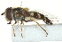  ( - CNC DIPTERA 162922)  @13 [ ] CreativeCommons - Attribution (2012) CNC/CBG Photography Group Centre for Biodiversity Genomics