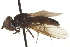  ( - CNC DIPTERA 162929)  @11 [ ] CreativeCommons - Attribution (2012) CNC/CBG Photography Group Centre for Biodiversity Genomics