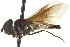  ( - CNC DIPTERA 162930)  @12 [ ] CreativeCommons - Attribution (2012) CNC/CBG Photography Group Centre for Biodiversity Genomics