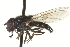  ( - CNC DIPTERA 162949)  @14 [ ] CreativeCommons - Attribution (2012) CNC/CBG Photography Group Centre for Biodiversity Genomics