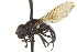  ( - CNC DIPTERA 162950)  @14 [ ] CreativeCommons - Attribution (2012) CNC/CBG Photography Group Centre for Biodiversity Genomics