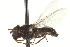  ( - CNC DIPTERA 162951)  @13 [ ] CreativeCommons - Attribution (2012) CNC/CBG Photography Group Centre for Biodiversity Genomics