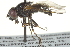  ( - CNC DIPTERA 162952)  @13 [ ] CreativeCommons - Attribution (2012) CNC/CBG Photography Group Centre for Biodiversity Genomics