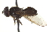  ( - CNC DIPTERA 162960)  @12 [ ] CreativeCommons - Attribution (2012) CNC/CBG Photography Group Centre for Biodiversity Genomics