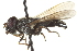  (Cheilosia orilliaensis - CNC DIPTERA 162961)  @15 [ ] CreativeCommons - Attribution (2012) CNC/CBG Photography Group Centre for Biodiversity Genomics
