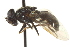  ( - CNC DIPTERA 162962)  @13 [ ] CreativeCommons - Attribution (2012) CNC/CBG Photography Group Centre for Biodiversity Genomics