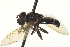  (Cheilosia subchalybea - CNC DIPTERA 162965)  @13 [ ] CreativeCommons - Attribution (2012) CNC/CBG Photography Group Centre for Biodiversity Genomics
