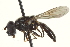  ( - CNC DIPTERA 162968)  @13 [ ] CreativeCommons - Attribution (2012) CNC/CBG Photography Group Centre for Biodiversity Genomics